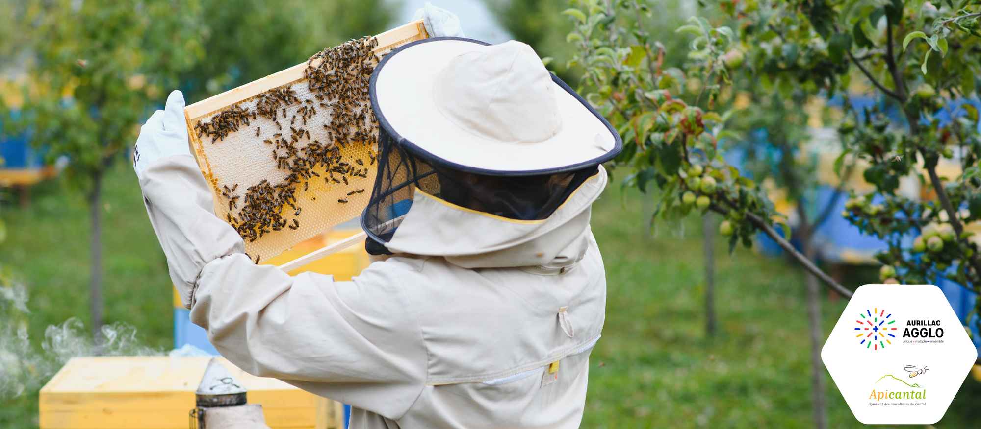 bandeau apiculture